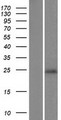 C9orf150 Protein - Western validation with an anti-DDK antibody * L: Control HEK293 lysate R: Over-expression lysate