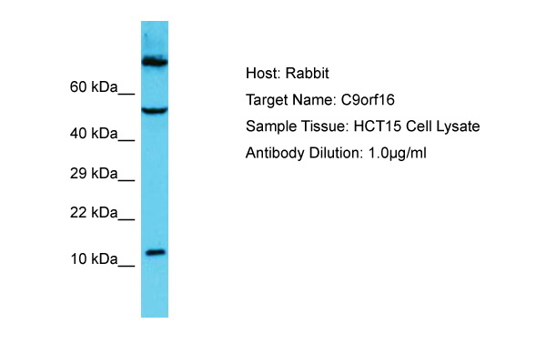 C9orf16 Antibody -  This image was taken for the unconjugated form of this product. Other forms have not been tested.