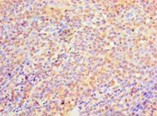 C9orf163 Antibody - Immunohistochemistry of paraffin-embedded human tonsil tissue using antibody at 1:100 dilution.  This image was taken for the unconjugated form of this product. Other forms have not been tested.