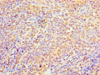 C9orf163 Antibody - Immunohistochemistry of paraffin-embedded human tonsil tissue using C9orf163 Antibody at dilution of 1:100