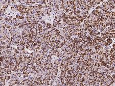 C9orf163 Antibody - Immunochemical staining of human C9orf163 in human pancreas with rabbit polyclonal antibody at 1:100 dilution, formalin-fixed paraffin embedded sections.