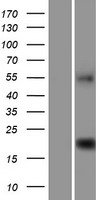 C9orf40 Protein - Western validation with an anti-DDK antibody * L: Control HEK293 lysate R: Over-expression lysate
