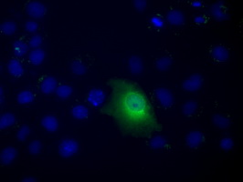 C9orf41 Antibody - Anti-C9orf41 mouse monoclonal antibody  immunofluorescent staining of COS7 cells transiently transfected by pCMV6-ENTRY C9orf41.