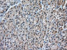 C9orf41 Antibody - Immunohistochemical staining of paraffin-embedded Human pancreas tissue within the normal limits using anti-C9orf41 mouse monoclonal antibody. (Heat-induced epitope retrieval by 10mM citric buffer, pH6.0, 100C for 10min, Dilution 1:50)
