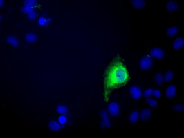 C9orf41 Antibody - Anti-C9orf41 mouse monoclonal antibody immunofluorescent staining of COS7 cells transiently transfected by pCMV6-ENTRY C9orf41.