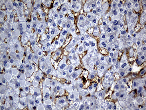C9orf43 Antibody - Immunohistochemical staining of paraffin-embedded Human liver tissue within the normal limits using anti-C9orf43 mouse monoclonal antibody. (Heat-induced epitope retrieval by 1mM EDTA in 10mM Tris buffer. (pH8.5) at 120°C for 3 min. (1:150)(1:500)