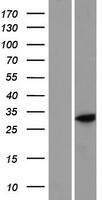 C9orf66 Protein - Western validation with an anti-DDK antibody * L: Control HEK293 lysate R: Over-expression lysate