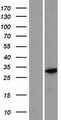 C9orf66 Protein - Western validation with an anti-DDK antibody * L: Control HEK293 lysate R: Over-expression lysate