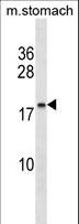 C9orf7 Antibody - C9orf7 Antibody western blot of mouse stomach tissue lysates (35 ug/lane). The C9orf7 antibody detected the C9orf7 protein (arrow).