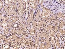 C9orf78 Antibody - Immunochemical staining of human C9orf78 in human kidney with rabbit polyclonal antibody at 1:100 dilution, formalin-fixed paraffin embedded sections.