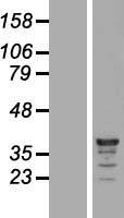 C9orf78 Protein - Western validation with an anti-DDK antibody * L: Control HEK293 lysate R: Over-expression lysate