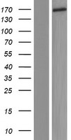 C9orf84 Protein - Western validation with an anti-DDK antibody * L: Control HEK293 lysate R: Over-expression lysate