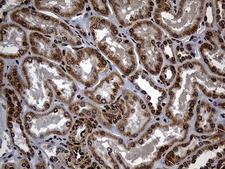 C9orf89 Antibody - Immunohistochemical staining of paraffin-embedded Human Kidney tissue within the normal limits using anti-C9orf89 mouse monoclonal antibody. (Heat-induced epitope retrieval by 1mM EDTA in 10mM Tris buffer. (pH8.5) at 120°C for 3 min. (1:500)
