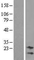 C9orf95 / NRK1 Protein - Western validation with an anti-DDK antibody * L: Control HEK293 lysate R: Over-expression lysate