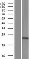 C9orf95 / NRK1 Protein - Western validation with an anti-DDK antibody * L: Control HEK293 lysate R: Over-expression lysate