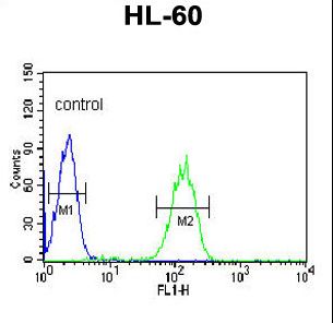 CA-VB / CA5B Antibody - CA5B Antibody flow cytometry of HL-60 cells (right histogram) compared to a negative control cell (left histogram). FITC-conjugated goat-anti-rabbit secondary antibodies were used for the analysis.