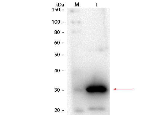 CA1 / Carbonic Anhydrase I Antibody - Western Blot of Goat anti-Carbonic Anhydrase I Antibody. Lane 1: Carbonic Anhydrase I. Load: 50 ng per lane. Primary antibody: Carbonic Anhydrase I antibody at 1:1,000 overnight at 4°C. Secondary antibody: HRP goat secondary antibody at 1:40,000 for 30 min at RT. Block: MB-070 for 30 min at RT. Predicted/Observed size: 29 kDa, 29 kDa for Carbonic Anhydrase I.
