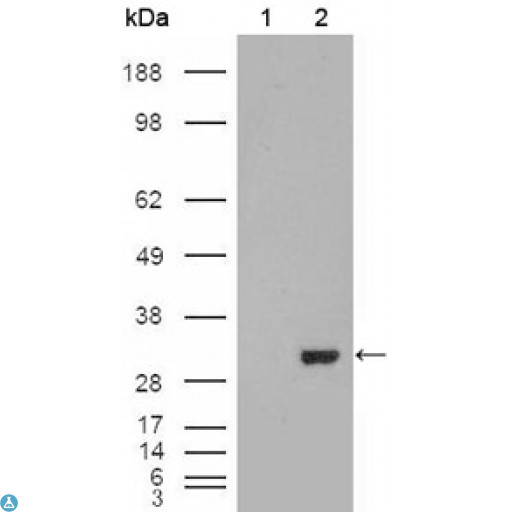 CA1 / Carbonic Anhydrase I Antibody - Western Blot (WB) analysis using CA I Monoclonal Antibody against HEK293T cells transfected with the pCMV6-ENTRY control (1) and pCMV6-ENTRY CA1 cDNA (2).