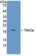 CA12 / Carbonic Anhydrase XII Antibody - Western Blot; Sample: Recombinant CA12, Rat.