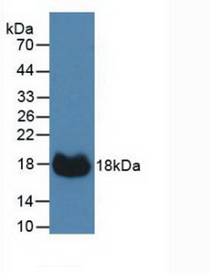 CA12 / Carbonic Anhydrase XII Antibody - Western Blot; Sample: Recombinant CA12, Mouse.