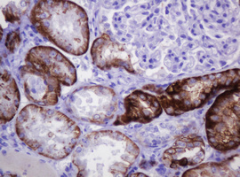 CA12 / Carbonic Anhydrase XII Antibody - IHC of paraffin-embedded Human Kidney tissue using anti-CA12 mouse monoclonal antibody.