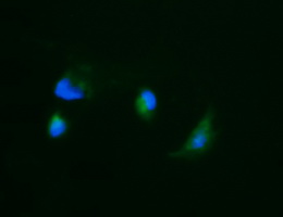 CA12 / Carbonic Anhydrase XII Antibody - Anti-CA12 mouse monoclonal antibody immunofluorescent staining of COS7 cells transiently transfected by pCMV6-ENTRY CA12.