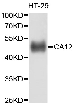 CA12 / Carbonic Anhydrase XII Antibody - Western blot analysis of extracts of HT-29 cells, using CA12 antibody at 1:1000 dilution. The secondary antibody used was an HRP Goat Anti-Rabbit IgG (H+L) at 1:10000 dilution. Lysates were loaded 25ug per lane and 3% nonfat dry milk in TBST was used for blocking. An ECL Kit was used for detection and the exposure time was 30s.