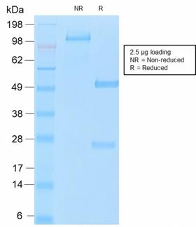 CA125 Antibody - SDS-PAGE Analysis of Purified MUC16 Rabbit Recombinant Monoclonal Antibody (OCA125/2349R). Confirmation of Purity and Integrity of Antibody.