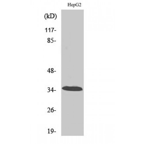 CA13 / Carbonic Anhydrase XIII Antibody - Western blot of CA XIII antibody