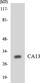 CA13 / Carbonic Anhydrase XIII Antibody - Western blot analysis of the lysates from K562 cells using CA13 antibody.