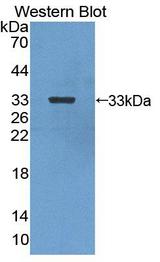CA13 / Carbonic Anhydrase XIII Antibody - Western Blot; Sample: Recombinant protein.
