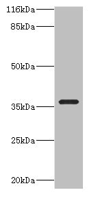 CA13 / Carbonic Anhydrase XIII Antibody - Western blot All Lanes:CA13 antibody at 2ug/ml+NIH3T3 cells Secondary Goat polyclonal to rabbit at 1/10000 dilution Predicted band size: 29kDa Observed band size: 36kDa