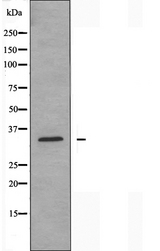 CA13 / Carbonic Anhydrase XIII Antibody - Western blot analysis of extracts of HepG2 cells using CA13 antibody.