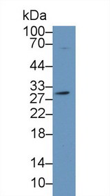 CA2 / Carbonic Anhydrase II Antibody - Western Blot; Sample: Human 293T cell lysate; Primary Ab: 1µg/ml Rabbit Anti-Gallus CA2 Antibody Second Ab: 0.2µg/mL HRP-Linked Caprine Anti-Rabbit IgG Polyclonal Antibody