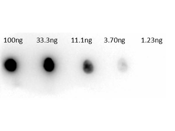 CA2 / Carbonic Anhydrase II Antibody - Dot Blot of rabbit Anti-Carbonic Anhydrase II Peroxidase Conjugated Antibody. Lane 1: 100ng. Lane 2: 33.3ng. Lane 3: 11.1ng. Lane 4: 3.7ng. Lane 5: 1.23ng. Secondary Antibody: 200-4357 Anti-Carbonic Anhydrase II HRP 1µg/mL. Blocking Buffer: MB-073 for 30 min at RT.
