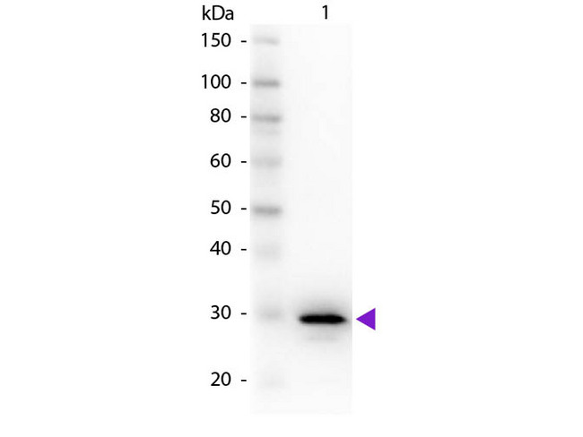 CA2 / Carbonic Anhydrase II Antibody - Western Blot of rabbit Anti-Carbonic Anhydrase II primary antibody. Lane 1: Carbonic Anhydrase II. Lane 2: None. Load: 50 ng per lane. Primary antibody: Carbonic Anhydrase II primary antibody at 1:1,000 overnight at 4°C. Secondary antibody: Peroxidase rabbit secondary antibody at 1:40,000 for 30 min at RT. Blocking: MB-070 for 30 min at RT. Predicted/Observed size: 29 kDa, 29 kDa for Carbonic Anhydrase II. Other band(s): None.