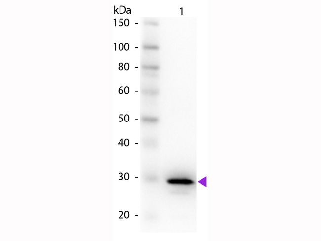 CA2 / Carbonic Anhydrase II Antibody - Western Blot of rabbit anti-Carbonic Anhydrase II Primary Antibody. Lane 1: Carbonic Anhydrase II. Lane 2: None. Load: 50 ng per lane. Primary antibody: Carbonic AnhydraseII primary antibody at 1:1,000 overnight at 4°C. Secondary antibody: Peroxidase rabbit secondary antibody at 1:40,000 for 30 min at RT. Block: MB-070 for 30 min at RT. Predicted/Observed size: 28 kDa, 28 kDa for Alkaline Phosphatase. Other band(s): None.