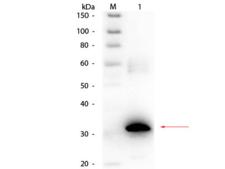 CA2 / Carbonic Anhydrase II Antibody - Western Blot of Rabbit anti-Carbonic Anhydrase II Antibody Biotin Conjugated. Lane 1: Carbonic Anhydrase II. Load: 50 ng per lane. Primary antibody: Rabbit anti-Carbonic Anhydrase II Antibody Biotin Conjugated at 1:1,000 overnight at 4°C. Secondary antibody: HRP streptavidin secondary antibody at 1:40,000 for 30 min at RT.