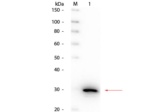 CA2 / Carbonic Anhydrase II Antibody - Western Blot of rabbit anti-Carbonic Anhydrase II Antibody Peroxidase Conjugated. Lane 1: Carbonic Anhydrase II. Load: 50 ng per lane. Primary antibody: Rabbit anti-Carbonic Anhydrase II Antibody Peroxidase Conjugated at 1:1,000 overnight at 4°C. Secondary antibody: n/a. Block: MB-070 for 30 minutes at RT. Predicted/Observed size: 29 kDa, 29 kDa for Carbonic Anhydrase II.