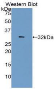 CA4 / Carbonic Anhydrase IV Antibody - Western blot of recombinant CA4 / Carbonic Anhydrase IV.  This image was taken for the unconjugated form of this product. Other forms have not been tested.