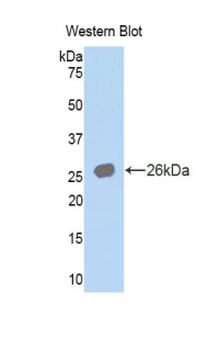 CA4 / Carbonic Anhydrase IV Antibody - Western blot of recombinant CA4 / Carbonic Anhydrase IV.  This image was taken for the unconjugated form of this product. Other forms have not been tested.