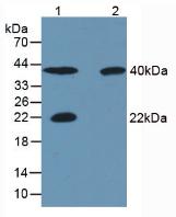 CA4 / Carbonic Anhydrase IV Antibody