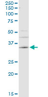 CA4 / Carbonic Anhydrase IV Antibody - CA4 monoclonal antibody (M08), clone 4G6. Western Blot analysis of CA4 expression in A-431.