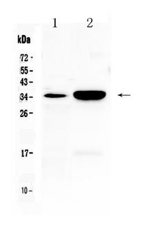 CA4 / Carbonic Anhydrase IV Antibody - Western blot - Anti-CA IV Picoband Antibody