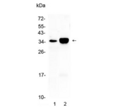 CA4 / Carbonic Anhydrase IV Antibody - Western blot testing of 1) rat lung and 2) mouse lung tissue with CA4 antibody at 0.5ug/ml. Predicted molecular weight ~35 kDa.