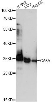 CA5A / Carbonic Anhydrase VA Antibody - Western blot analysis of extracts of various cell lines, using CA5A antibody at 1:1000 dilution. The secondary antibody used was an HRP Goat Anti-Rabbit IgG (H+L) at 1:10000 dilution. Lysates were loaded 25ug per lane and 3% nonfat dry milk in TBST was used for blocking. An ECL Kit was used for detection and the exposure time was 30s.
