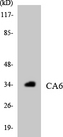 CA6 / Carbonic Anhydrase 6 Antibody - Western blot analysis of the lysates from HepG2 cells using CA6 antibody.
