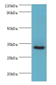 CA8 / Carbonic Anhydrase VIII Antibody - Western blot. All lanes: CA8 antibody at 8 ug/ml+mouse liver tissue. Secondary antibody: Goat polyclonal to rabbit at 1:10000 dilution. Predicted band size: 33 kDa. Observed band size: 33 kDa.