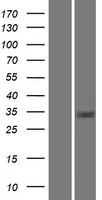 CA8 / Carbonic Anhydrase VIII Protein - Western validation with an anti-DDK antibody * L: Control HEK293 lysate R: Over-expression lysate