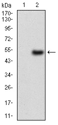 CA9 / Carbonic Anhydrase IX Antibody - Western blot using CA9 monoclonal antibody against HEK293 (1) and CA9 (AA: 37-186)-hIgGFc transfected HEK293 (2) cell lysate.